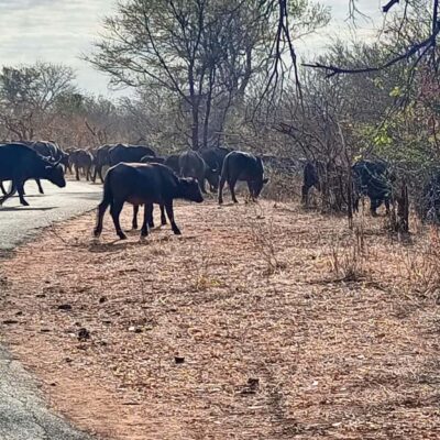 Chobe Half Day Trip from Victoria Falls