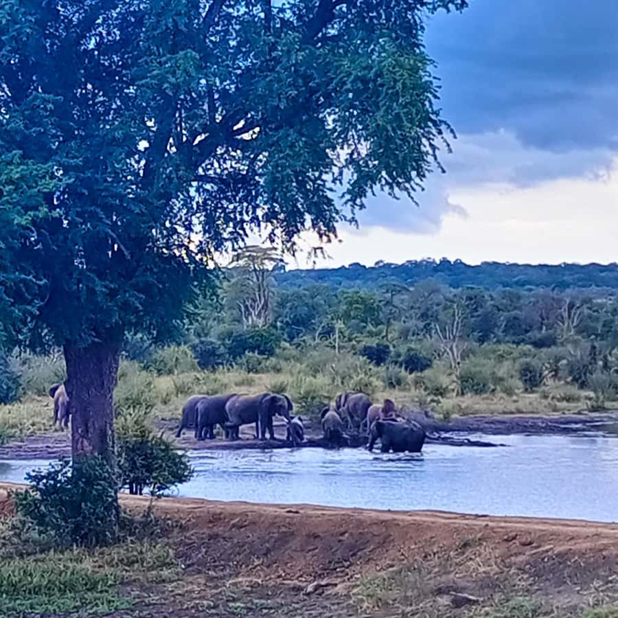 Chobe Half Day Trip from Victoria Falls - Choosing the Chobe River cruise and lunch