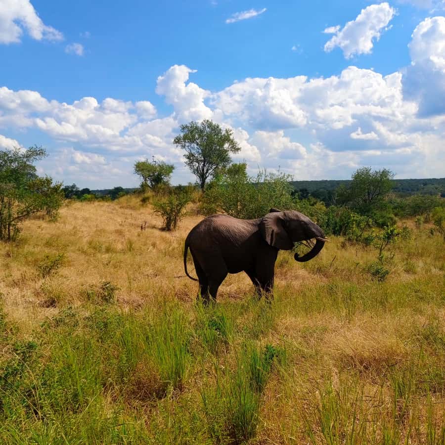 Chobe Half Day Trip from Victoria Falls - Lunch and the one-hour break