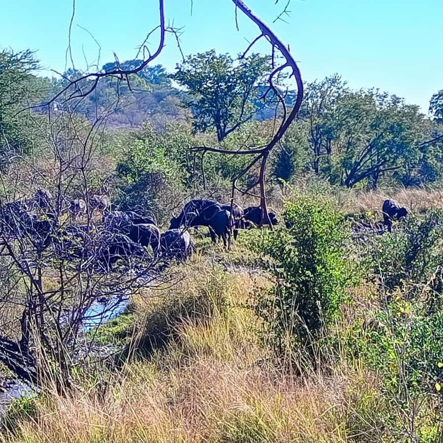 Chobe Half Day Trip from Victoria Falls - The schedule that suits your day