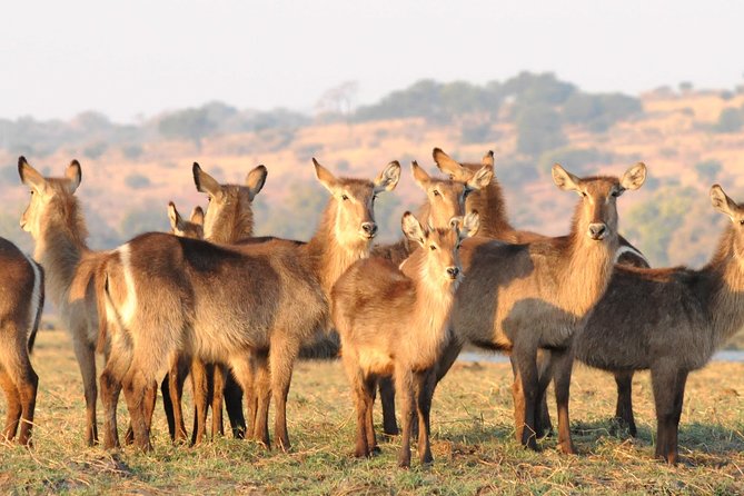 Chobe National Park 4X4 Day Safari and River Cruise - Three hours on the Chobe River