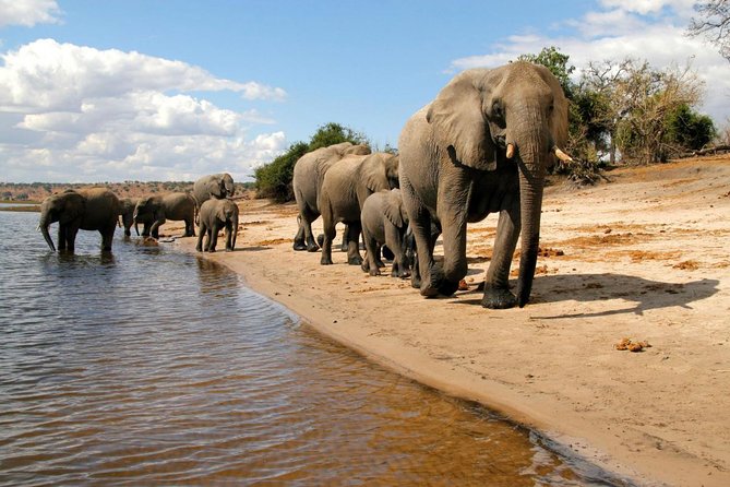 Chobe National Park 4X4 Day Safari and River Cruise - The afternoon open 4x4 safari