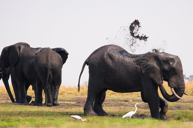 Chobe National Park 4X4 Day Safari and River Cruise - The early pickup from Victoria Falls