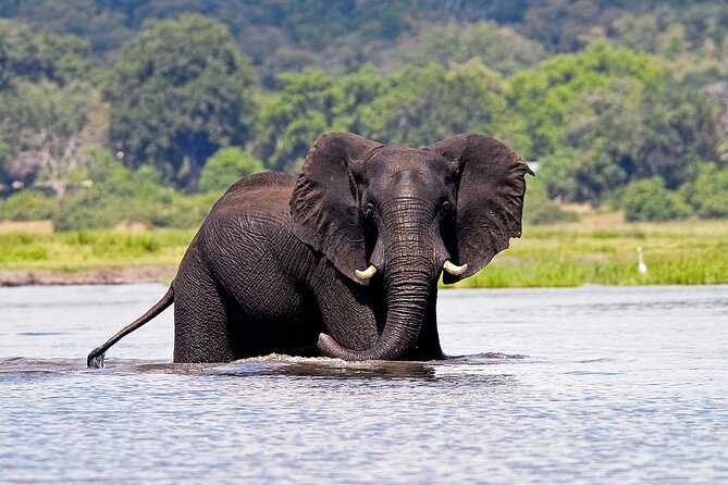 Chobe National Park Day Trip from Victoria Falls with Lunch - The guides and service make a difference