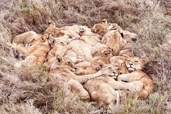 Chobe National Park from Victoria Falls - Why Chobe works well as a day trip from Victoria Falls
