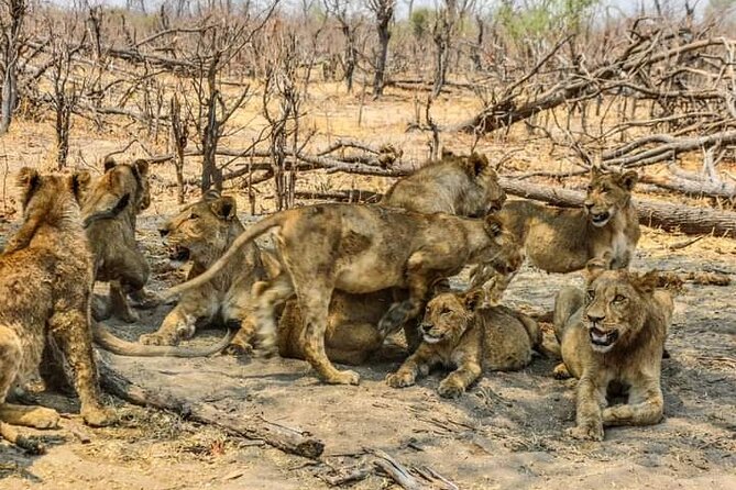 Chobe National Park from Victoria Falls - The four-wheel-drive game drive in Chobe National Park