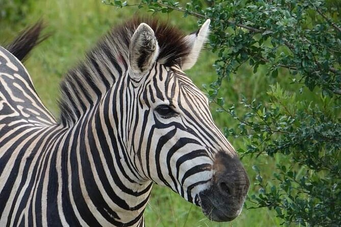 Chobe National Park from Victoria Falls - Lunch from 12:30 to 1:30 p.m.