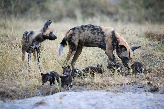 Chobe National Park from Victoria Falls - The return to Zimbabwe and Victoria Falls