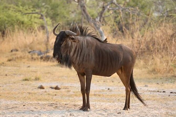 Chobe National Park from Victoria Falls - Is $170 a fair price?