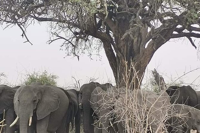 Chobe National Park from Victoria Falls - The drive through Zambezi National Park to Kazungula