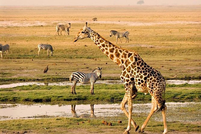 Chobe National Park Full Day Safari (Botswana) - Key points to know before booking