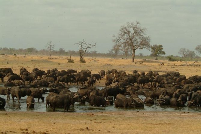 Chobe National Park Full Day Safari (Botswana) - Why Chobe works as a one-day add-on