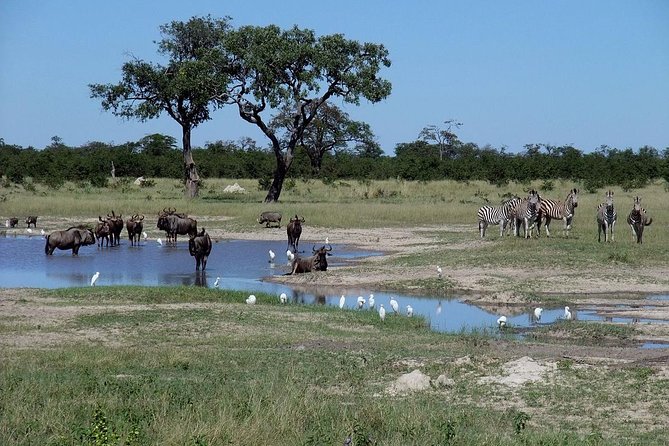 Chobe National Park Full Day Safari (Botswana) - Chobe Safari Lodge, the practical center of the day