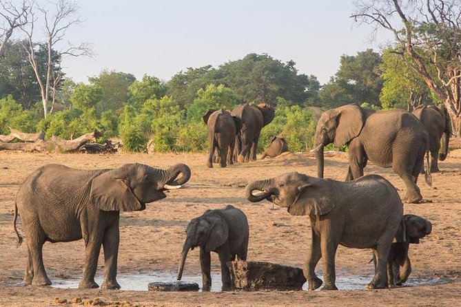 Chobe National Park Full Day Safari (Botswana) - The Chobe River cruise brings you close to the action