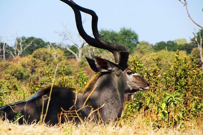 Chobe National Park Full Day Safari (Botswana) - The 4WD game drive through Chobe National Park