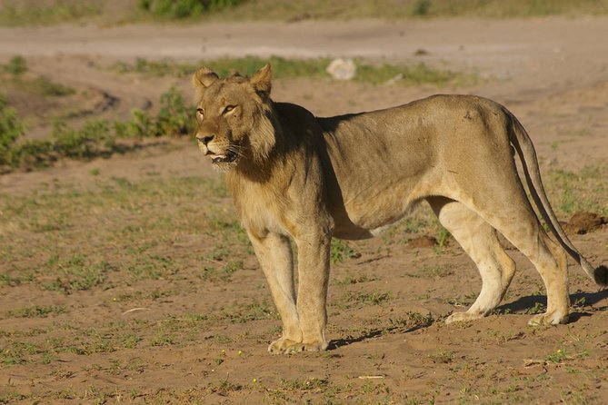 Chobe National Park Full Day Safari (Botswana) - The morning pickup from Victoria Falls