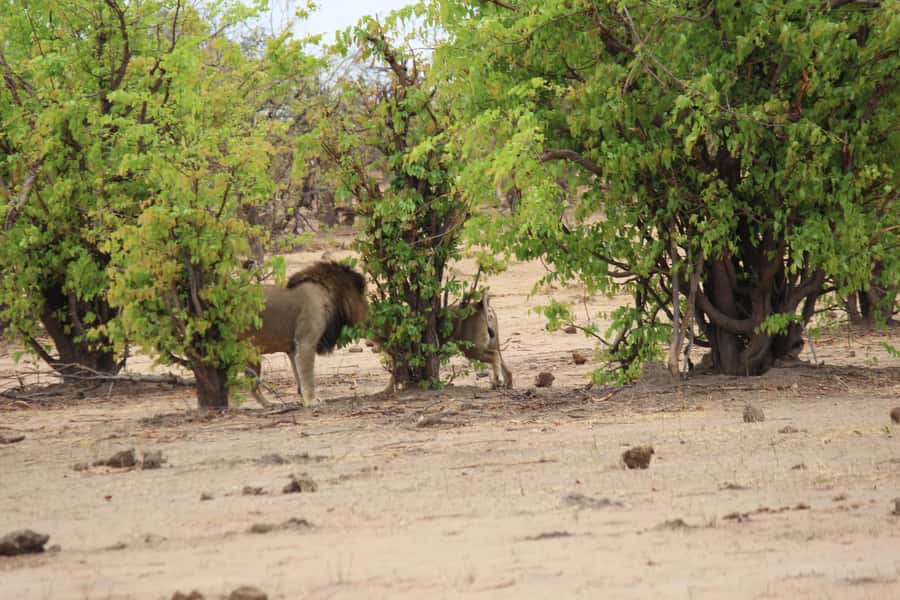 Chobe National Park: Game Drive, Boat Tour, and Lunch - Why this Chobe day trip is worth your time