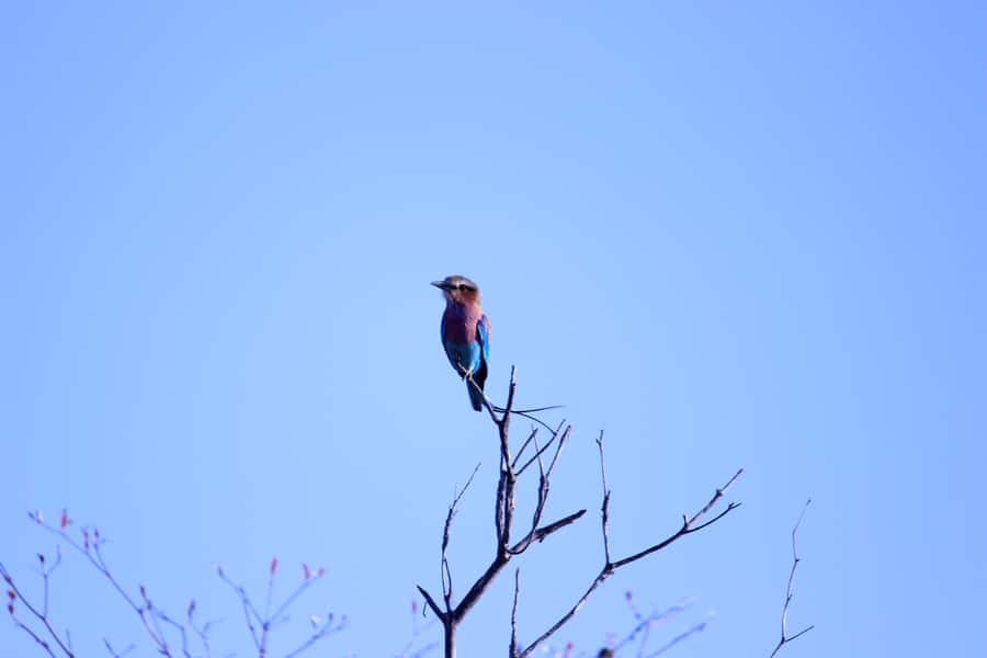 Chobe National Park: Game Drive, Boat Tour, and Lunch - Changing vehicles and reaching Chobe Marina Lodge