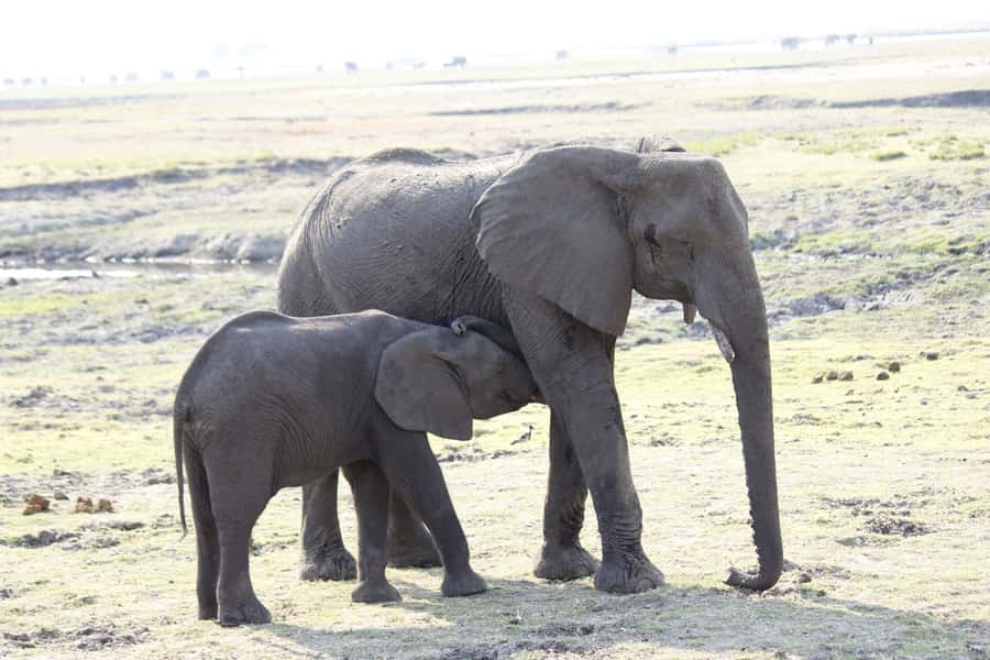 Chobe National Park: Game Drive, Boat Tour, and Lunch - The Chobe River cruise and wildlife from the water