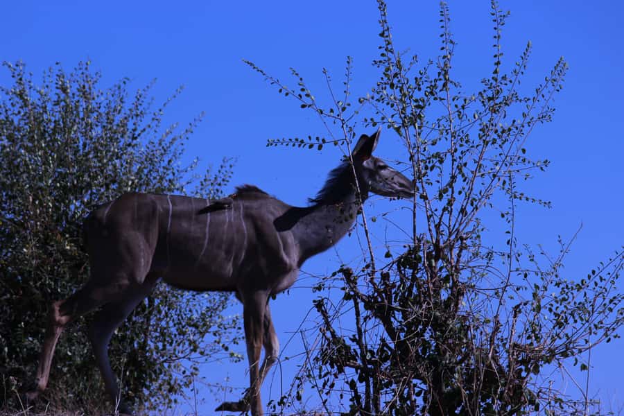 Chobe National Park: Game Drive, Boat Tour, and Lunch - The 7:00 AM pickup and road to Kazungula