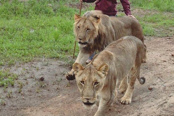 Chobe National Park Safari Full Day-trip - Why the 15-Person Limit Matters