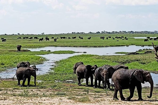 Chobe National Park Safari Full Day-trip - What $185 Buys You