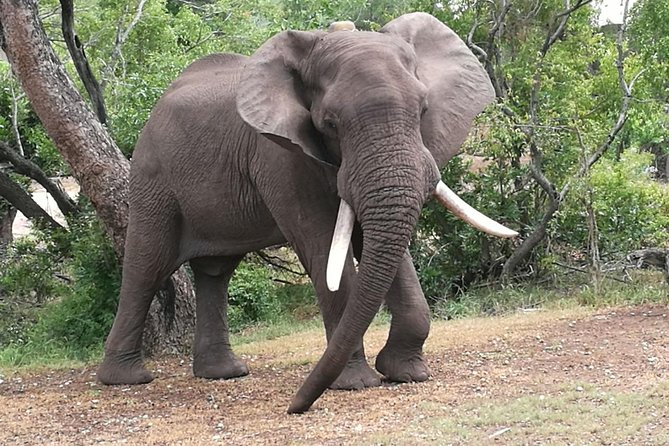 Chobe Safari Overnight Camping Trip - Why this short safari works so well