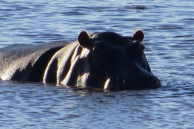 Chobe Safari Overnight Camping Trip - Dinner under the stars and a comfortable tent