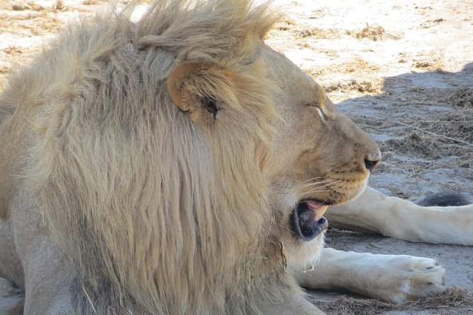 Chobe Safari Overnight Camping Trip - The 6:00 a.m. game drive