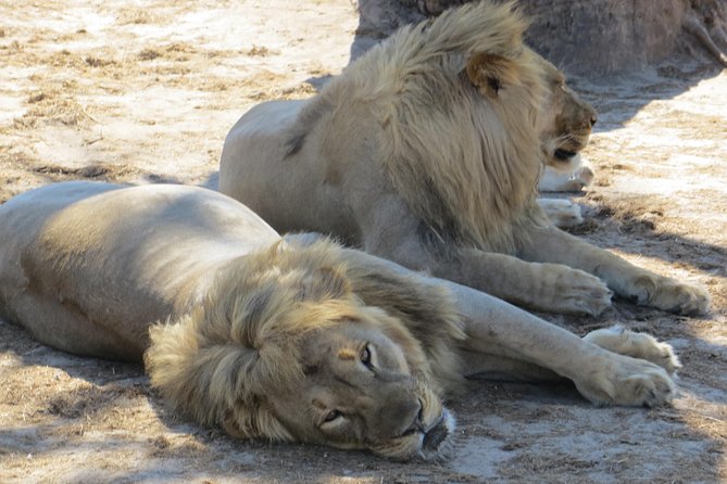 Chobe Safari Overnight Camping Trip - Who should book this Chobe overnight?
