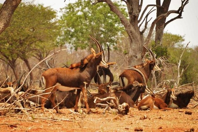 Chobe Sunrise upto Sunset Day trip from Victoria Falls 5AM - 7PM - Chobe by game vehicle, where the day gets serious