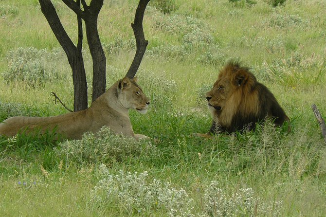 Exclusive full day Chobe game drive safari - Why Chobe works so well from Victoria Falls