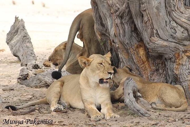 Exclusive full day Chobe game drive safari - Chobe Riverfront is the main attraction