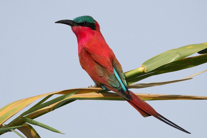 Exclusive full day Chobe game drive safari - A full day requires realistic expectations
