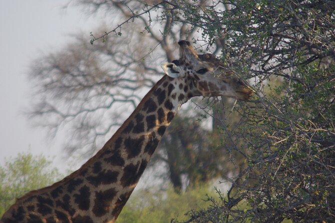 Exclusive full day Chobe game drive safari - Is $280 good value?