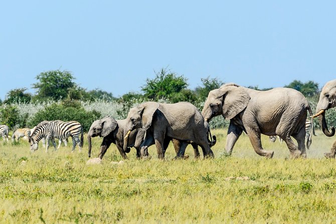 Exclusive full day Chobe game drive safari - What is included, and what should you confirm?