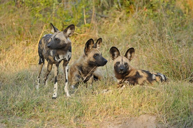 Exclusive full day Chobe game drive safari - Crossing from Zimbabwe into Botswana