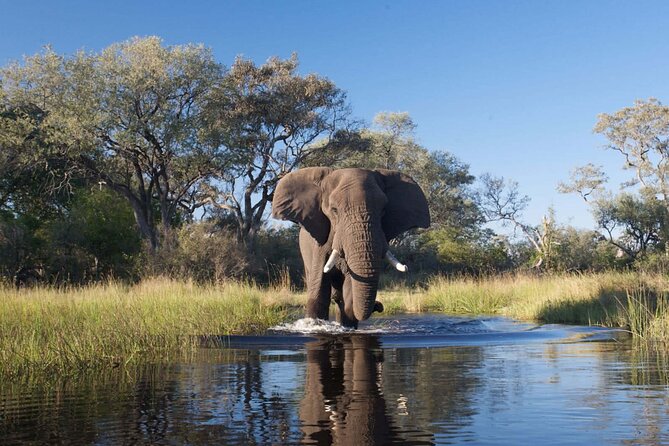 Explore Chobe National Park With a Day Trip from Victoria Falls - What makes the guide important