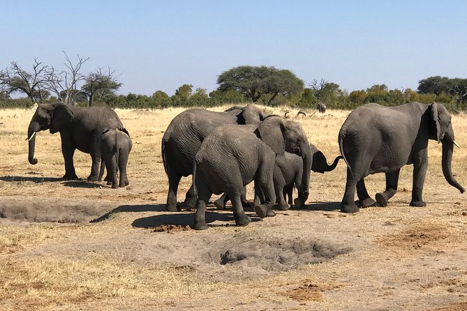 Five-Day Hwange NP, Chobe NP and Victoria Falls Combo - Day one: from Victoria Falls Airport to Hwange