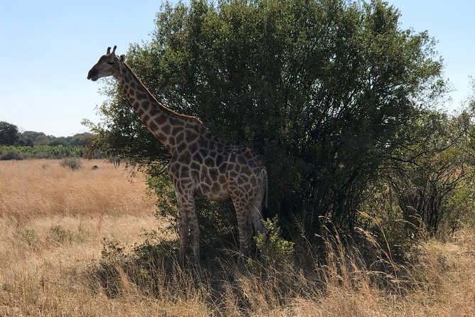 Five-Day Hwange NP, Chobe NP and Victoria Falls Combo - Who should book this safari combination?