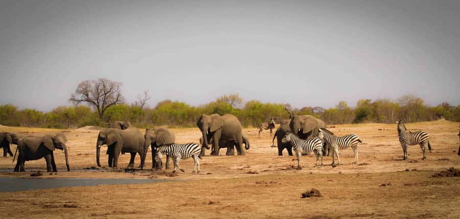 From Kasane: Chobe National Park Full Day Wildlife Safari - Starting in Kasane, the practical home base