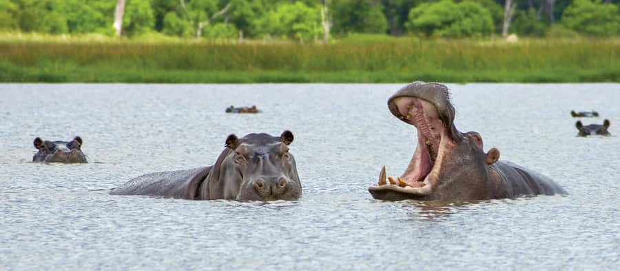 From Kasane: Chobe National Park Full Day Wildlife Safari - A one-hour buffet lunch and a useful pause