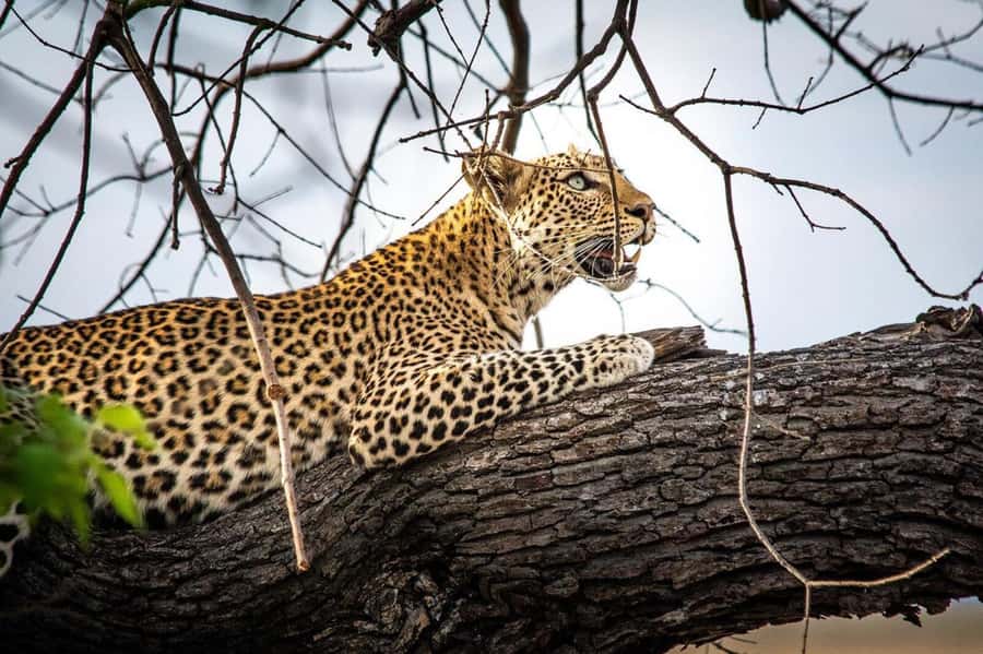 From Kasane: Chobe National Park Full Day Wildlife Safari - The afternoon open-top 4x4 game drive