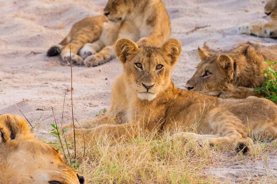 From Kasane: Chobe National Park Full Day Wildlife Safari - The Chobe River cruise, about 3.5 hours on the water