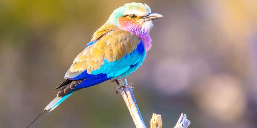 From Victoria Falls: Chobe Half Day Game Drive - Key points to know before you book