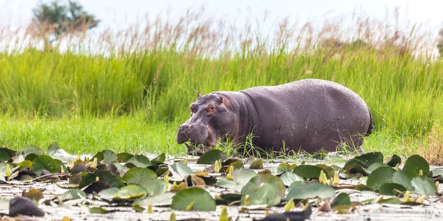 From Victoria Falls: Chobe Half Day Game Drive - Four hours among Chobe’s elephants