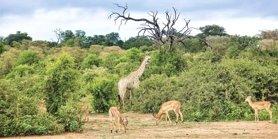From Victoria Falls: Chobe Half Day Game Drive - Riverfront views, savannah, and woodland
