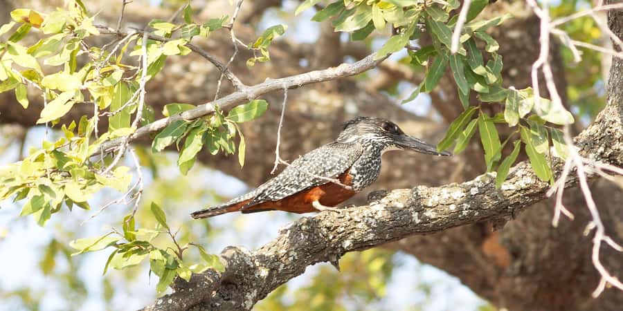 From Victoria Falls: Chobe Half Day Game Drive - Practical preparation for the early start