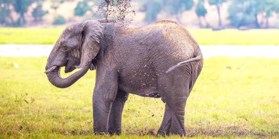 From Victoria Falls: Chobe Half Day Game Drive - Crossing into Chobe National Park