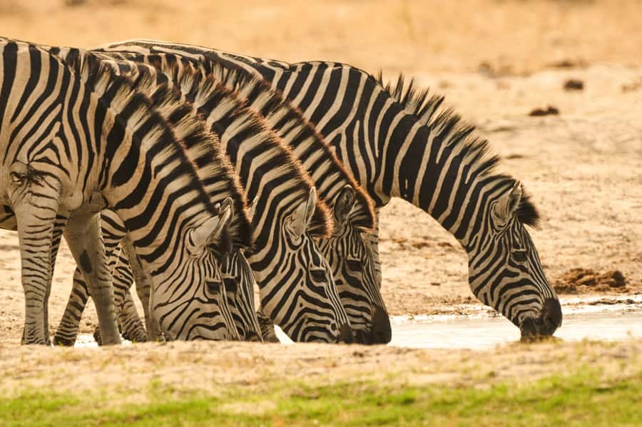 From Victoria Falls: Chobe National Park Small Group Tour - Should you book the full-day Chobe experience?